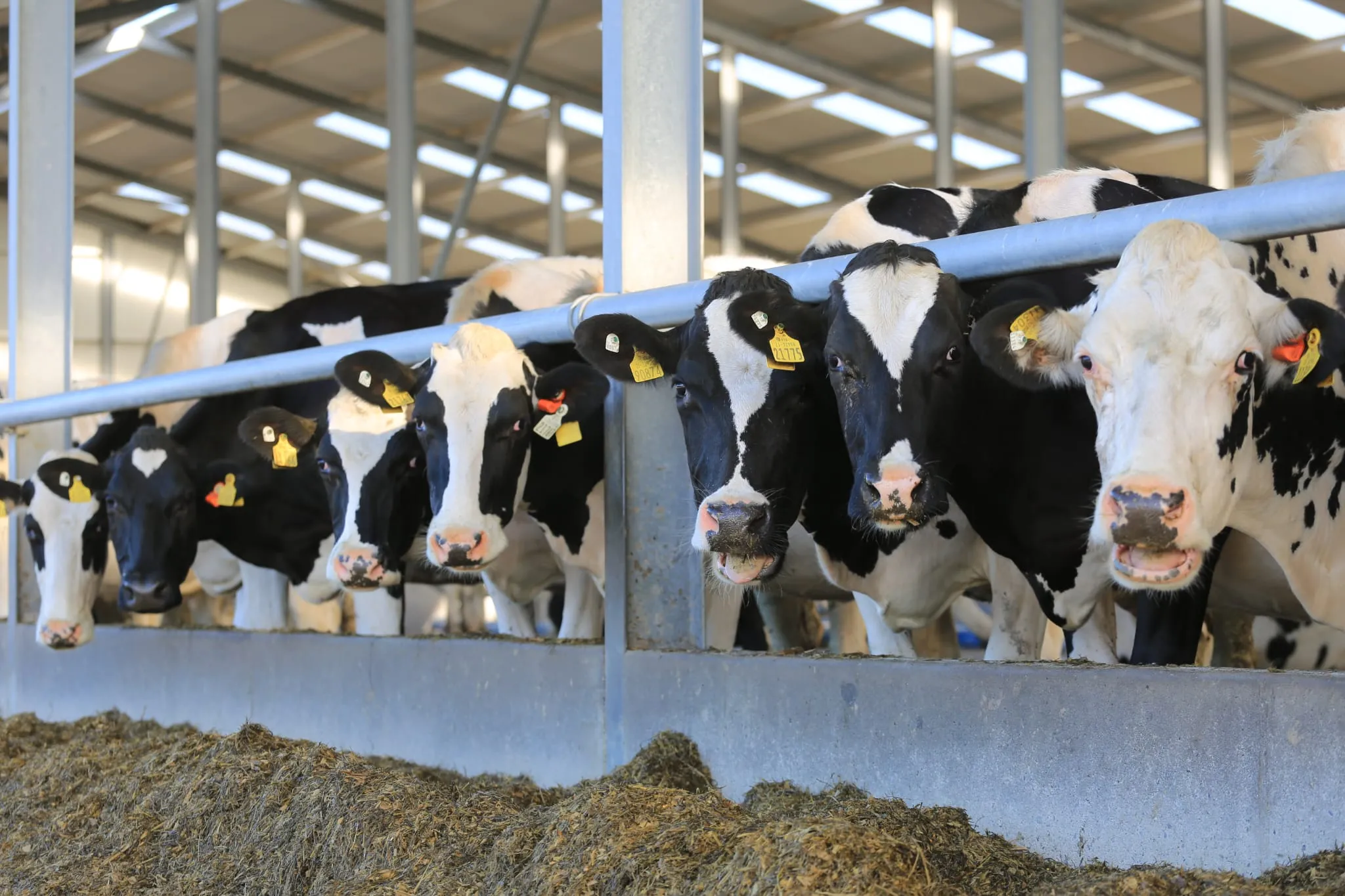 Holstein cows at a feed barrier in a shed, with mixed ration in the passage