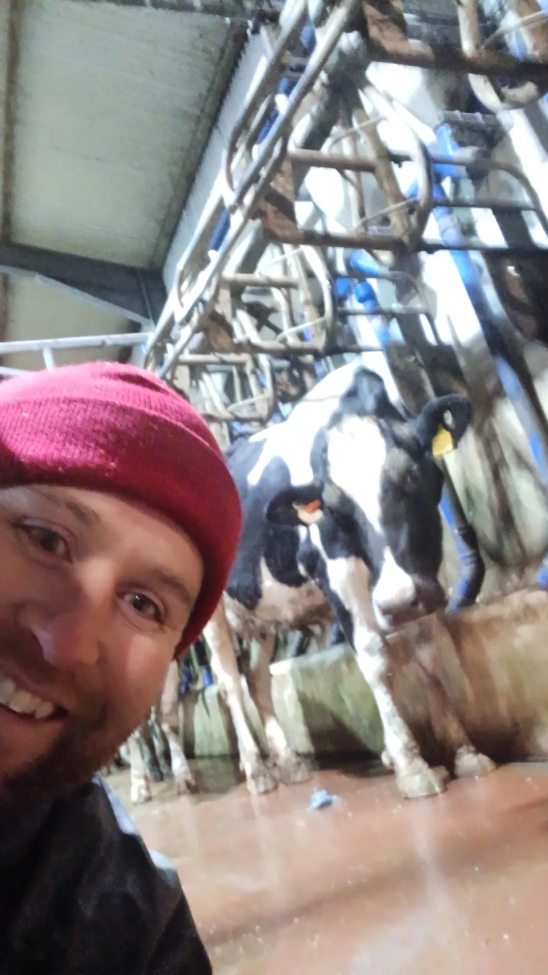 Cowchow founder in the milking parlour