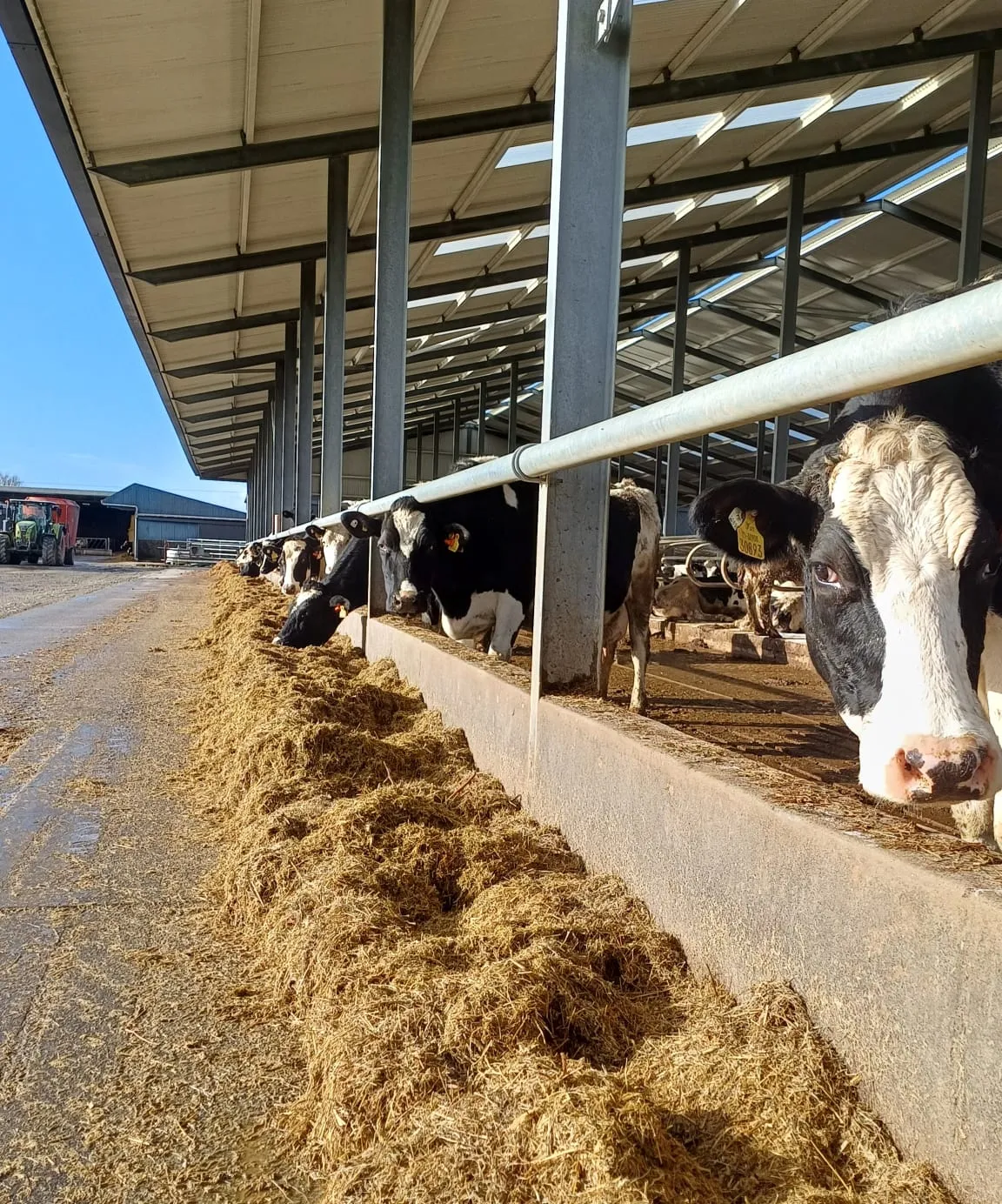 Dairy cows feeding at a barn trough on a sunny day
