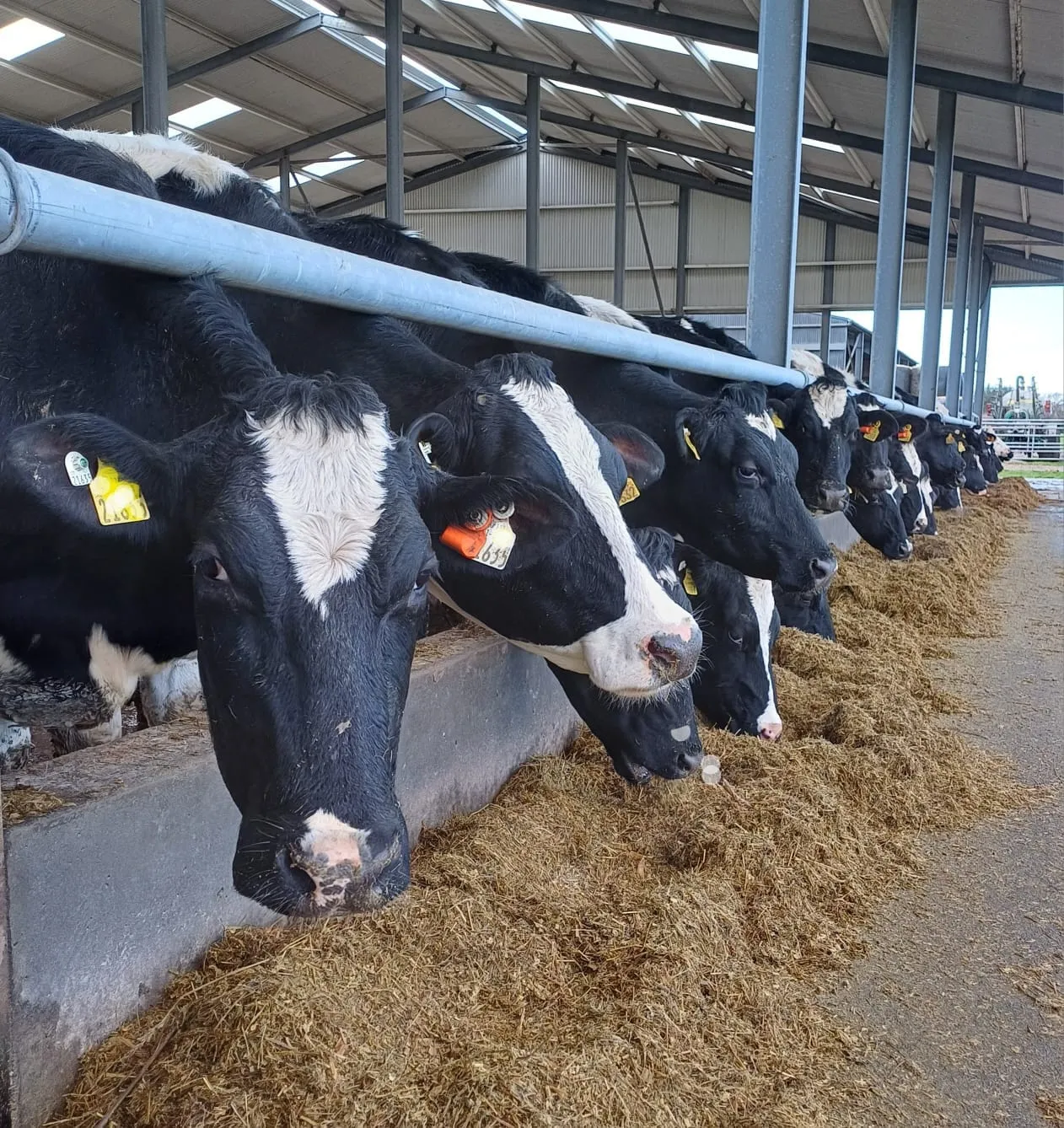 Holstein cows lined up eating silage in a shed